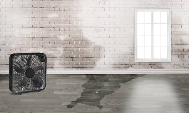 Best Mold removal after water damage  in Mayflower, AR